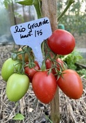 Pomidor Rio Grande, kolekcjonerskie nasiona