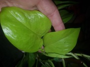 Epipremnum champs elysees cięty szczyt