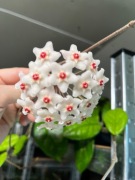 Hoya carnosa freckles splash