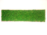 Obraz żywy mech 172x47cm