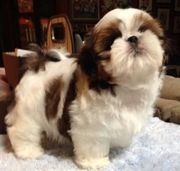 shih tzu szczeniaczki gotowe do zmiany domu 
