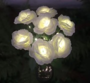 Róża solarna 7 głowic . Kolor biały.