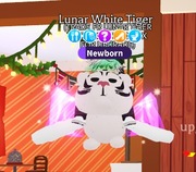 FR Lunar White Tiger! |NAJTANIEJ SZYBKO DUŻO POLECEŃ!|Adopt Me|Roblox