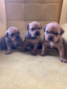 Amstaff Staffordshire terrier