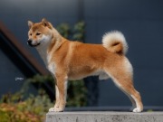 Pies shiba inu 