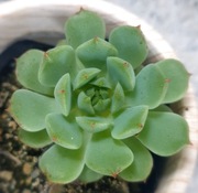 Sedeveria Maialen, zielono czerwona eszeweria, GRATIS 206