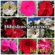 Hibiskus bagienny Mega Kolekcja - olbrzymi kwiat 