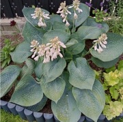 Hosta funkie sadzonki duże liście