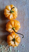 Nasiona papryka chili KS Pumpkin Habanero Peach kolekcjonerskie