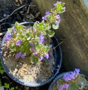 Bluszczyk kurdybanek sadzonka