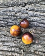 BLUE GOLD   Pomidor Kolekcjonerski 