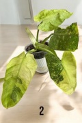 Philodendron Whipple Way mint