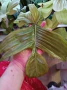 philodendron florida ghost-cięty szczyt