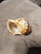 Muszla Morska rogata Cassis 5 x 3,5 cm