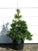 SOSNA WEJMUTKA NIAGARA FALLS * DUŻY OKAZ * RARYTAS