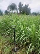 Trawa ozdobna miskant gigantus pakiet 5 szt.