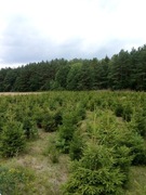 Świerk pospolity formowany