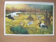 TANZANIA - fauna ptaki arkusik **