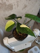 Syngonium Chiapense Variegata 