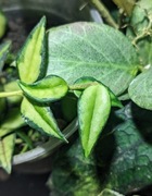 Hoya Bella Lois Buos (variegata) - cięte węzły 