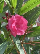 Oleander różowy oraz łososiowy