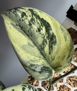 Scindapsus Exotica Hologram- pędówka