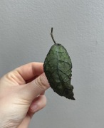 Hoya clemensiorum dark leaf szczyt