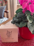 CERRUTI 1881 50ml Pour Femme