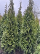 Tuje szmaragd 130-150 cm