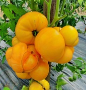 Pomidor Egypt Yellow  - karłowy 10 nasion kolekcjonerskich DONICE