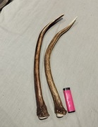 Poroże naturalny Gryzak  dla psa 2 szt. 40-42 cm 
