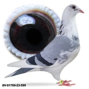 Młode Para 6 Org A&W Drapa Linia Porsche 911 MAVERICK gołębie pocztowe