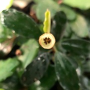 Bucephalandra sp. Venus, emersyjna 4-8 cm, również bez CO2, kwitnąca