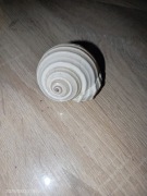 Muszla kolekcjonerska Tonna allium 