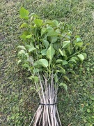 Bez lilak stara odmiana pięknie pachnie 5 szt