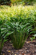 Hosta Funkia Praying Hands