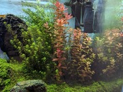 Rośliny akwariowe rotala hemianthis