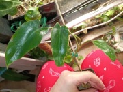 philodendron parasito verde variegata regres-cięty szczyt