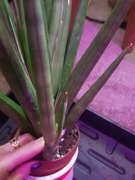 Sansevieria sansewieria Boncel