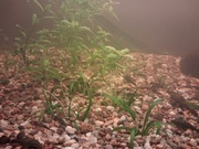 Glonojady zbrojnik pospolity