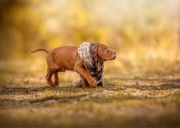 Suka suczka szczenię wyżeł węgierski 