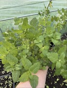 Melisa cytrynowa SADZONKA P9 !!