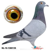 Samica Vandenabeele Oryg. Gebr Pouw NL Linia BLIKSEM