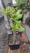 Grubosz Crassula Sunset 
