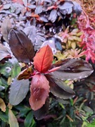 Buceohalandra sp. Super Dark Blue rarytas !