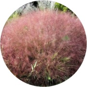 Trawa różowa Miłka wlosowata, 1,5L