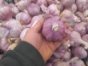 Czosnek czosnek polski 10szt zimowy  harnaś 