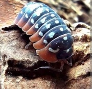 Armadillidium werneri 15 szt. Isopody