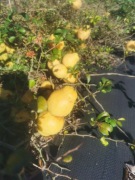 Pigwowiec japoński 10 kg z wysylka lub odbiorem osobistym