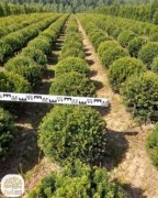 Taxus baccata, cis kula, duże kule z cisa, średnica 40-95cm, kopane